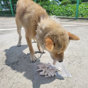 강아지를 찾습니다 기타견종 경기도 화성시