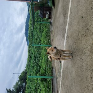 강아지 실종 기타견종 경기도 화성시