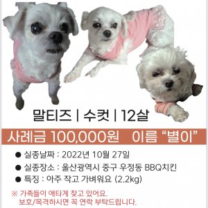 강아지를 찾습니다 말티즈 울산광역시 중구