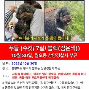 강아지를 찾습니다 강아지 전단지