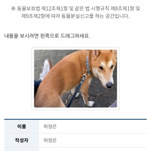 강아지 실종 시바 경기도 성남시 분당구