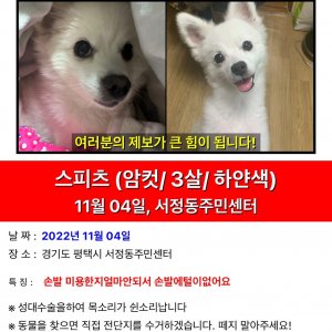 강아지를 찾습니다 제퍼니즈스피츠 경기도 평택시