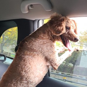 강아지 실종 푸들 서울특별시 노원구