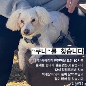 강아지를 찾습니다 믹스견 강원도 양양군