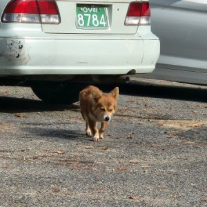 강아지 구조 웰시코기 전라북도 전주시 덕진구