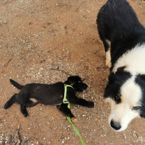 강아지를 찾습니다 기타견종 충청남도 보령시