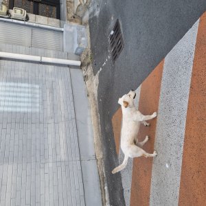 강아지 주인을 찾습니다 강아지 전단지