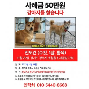 강아지를 찾습니다 믹스견 경기도 광주시