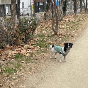 강아지 목격 기타견종 대구광역시 동구