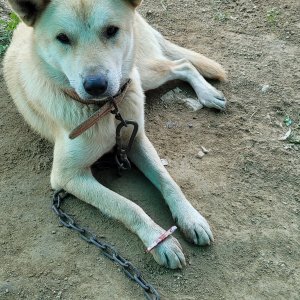 강아지를 찾습니다 믹스견 충청남도 아산시