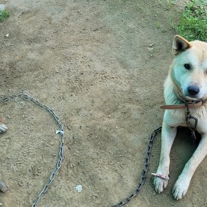 강아지를 찾습니다 믹스견 충청남도 아산시