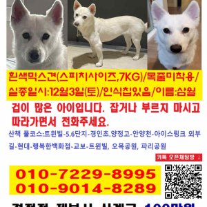 강아지를 찾습니다 믹스견 서울특별시 양천구