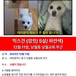 강아지를 찾습니다 강아지 전단지