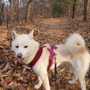 강아지를 찾습니다 기타견종 경기도 양주시