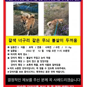 강아지를 찾습니다 시바 충청남도 서산시