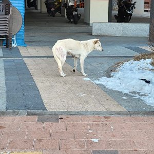 강아지 주인을 찾습니다 진돗개 인천광역시 서구