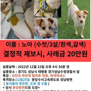 강아지를 찾습니다 믹스견 경기도 성남시 수정구