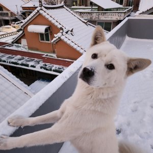 강아지를 찾습니다 풍산개 전라북도 익산시