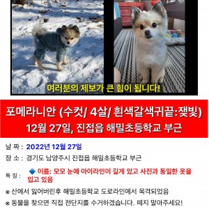 강아지 실종 포메라니언 경기도 남양주시