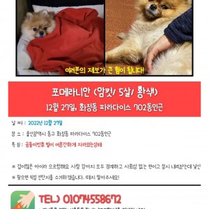 강아지 실종 포메라니언 울산광역시 동구