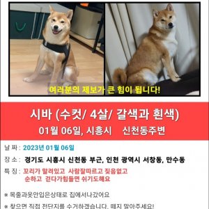 강아지를 찾습니다 시바 경기도 시흥시