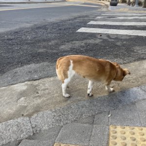 강아지 주인을 찾습니다 기타견종 서울특별시 강북구