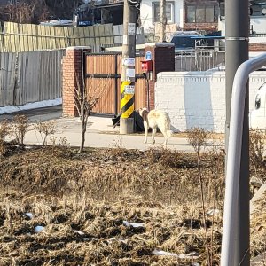 강아지 주인을 찾습니다 보르조이 경기도 이천시