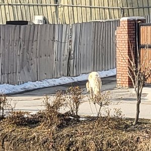 강아지 주인을 찾습니다 강아지 전단지