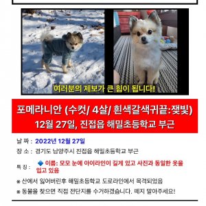 강아지를 찾습니다 포메라니언 경기도 남양주시