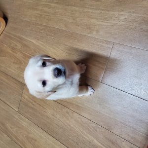 강아지 실종 래브라도리트리버 전라북도 김제시