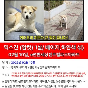 강아지를 찾습니다 강아지 전단지