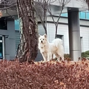 강아지 주인을 찾습니다 기타견종 전라북도 정읍시