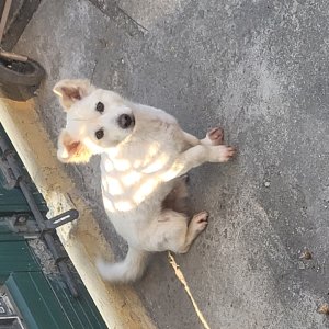 강아지 실종 기타견종 강원도 원주시