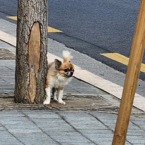 강아지 목격 치와와 서울특별시 서대문구