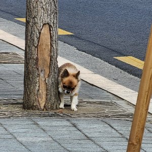 강아지 주인을 찾습니다 강아지 전단지