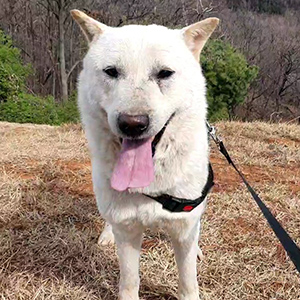 강아지 실종 진돗개 경기도 파주시