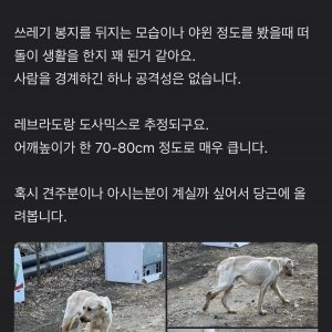 강아지 주인을 찾습니다 믹스견 경기도 안양시 만안구