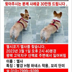 강아지를 찾습니다 강아지 전단지