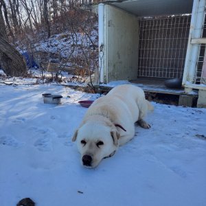 강아지 실종 골든리트리버 경기도 과천시