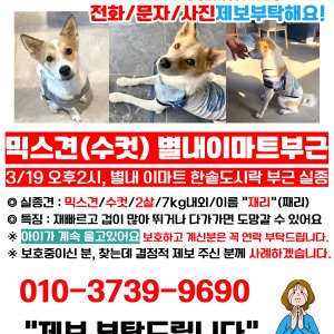 강아지를 찾습니다 믹스견 경기도 남양주시