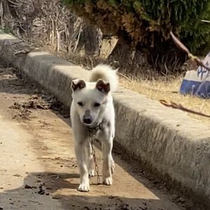 강아지 주인을 찾습니다 기타견종 전라북도 김제시