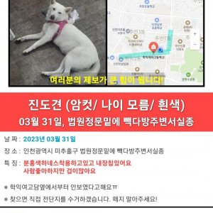 강아지를 찾습니다 진돗개 인천광역시 미추홀구