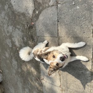강아지 실종 믹스견 충청북도 청주시 상당구