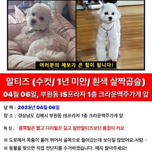 강아지를 찾습니다 강아지 전단지