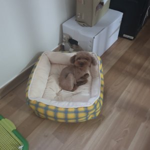 강아지 실종 기타견종 전라남도 담양군