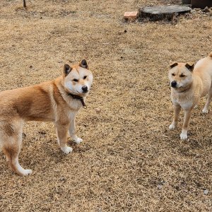 강아지 실종 진돗개 경기도 안성시