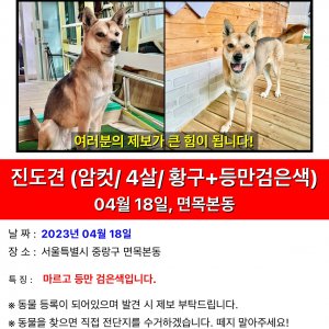 강아지를 찾습니다 진돗개 서울특별시 중랑구