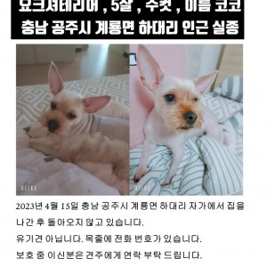 강아지 실종 요크셔테리어 충청남도 계룡시