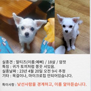 강아지 실종 말티즈 서울특별시 강서구