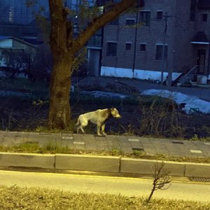 강아지 주인을 찾습니다 진돗개 경기도 하남시